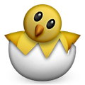 chick