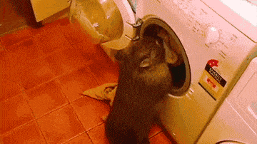 wombat