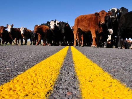 cowpaths