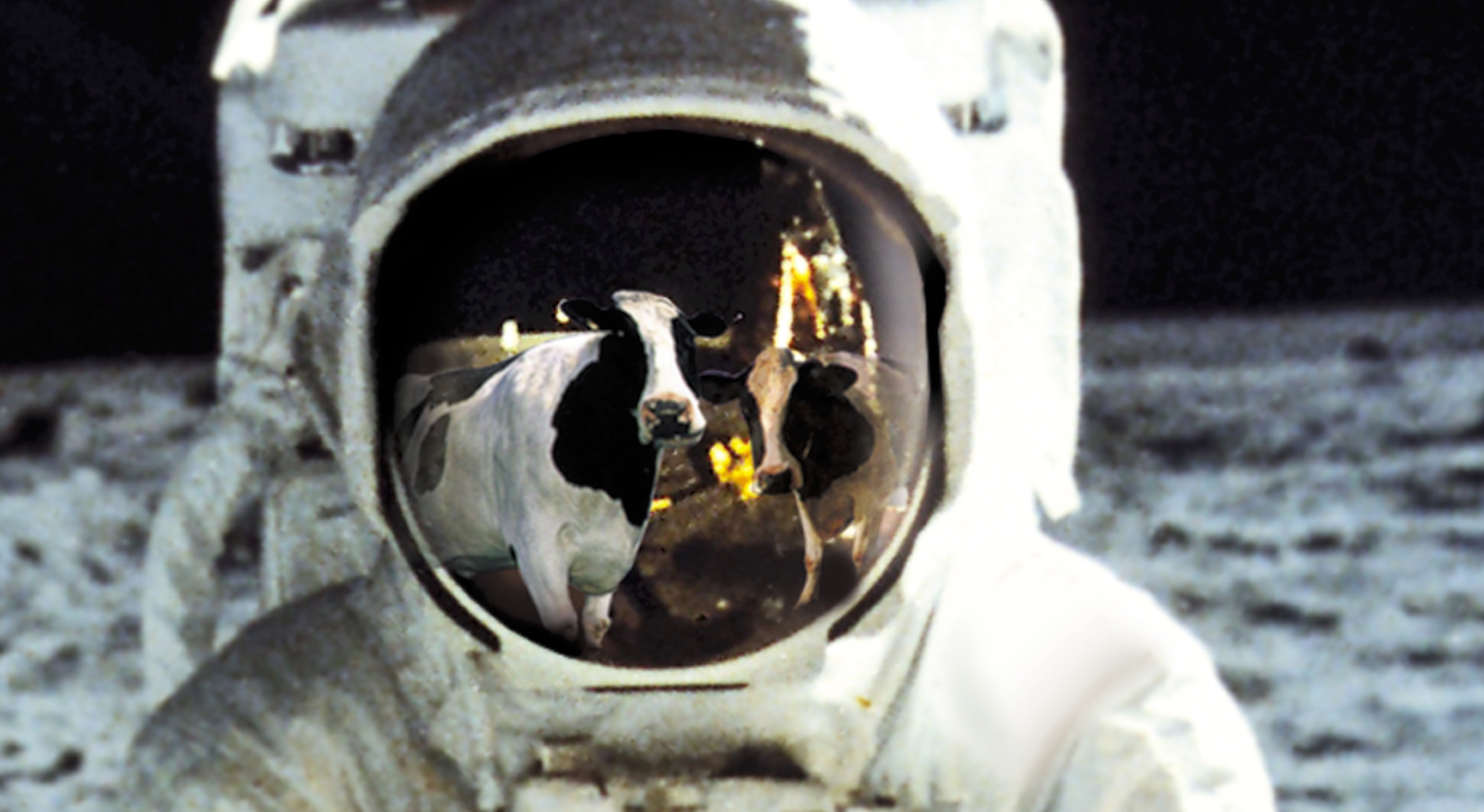 cows in space