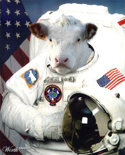 cows in space