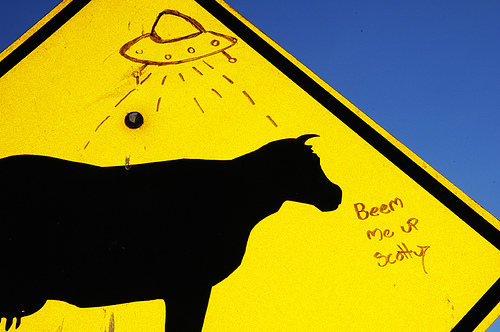 cows in space