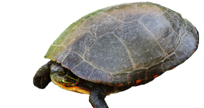 turtle hiding