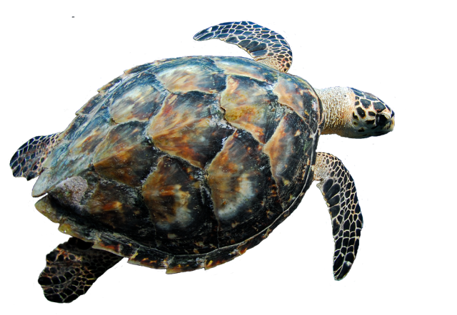 turtle